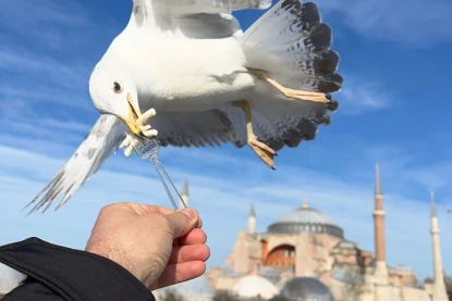 İstanbul Günlük Tur